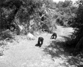 Chimpanzees at Africa USA - Boca Raton, Florida.