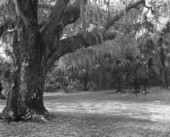 Historic site of Bulow house at Bulow Plantation Ruins state park - Bunnell, Florida