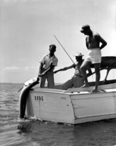 Fishermen pull in a large tarpon at Shark River.