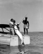 Fishermen pull in a large tarpon at Shark River.