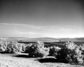 View of a citrus grove in Central Florida