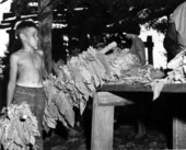 Barney Joe Stephens working on the W.T. Hazel tobacco farm - Branford, Florida.