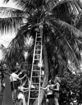 Young women gathering coconuts from a big palm - Fort Myers, Florida.