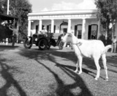 Goat in front of James Melton Autorama during an outing of the Inter-American Tourim Conference - Hypoluxo, Florida