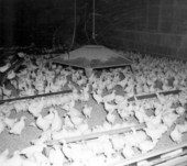 Inside a chicken coop - De Funiak Springs, Florida