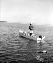 Jim Guy reeling in a barracuda - Marathon, Florida