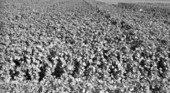 Pole bean field - Homestead, Florida