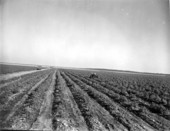 Tomato fields - Homestead, Florida