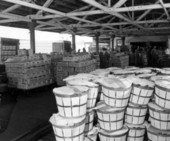 Packaged produce at Wauchula's farmers' market - Wauchula, Florida