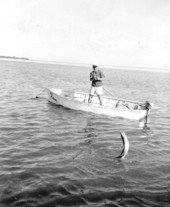 Jim Guy reeling in a barracuda - Marathon, Florida
