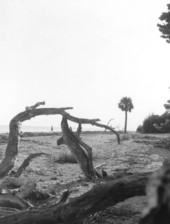 Driftwood far away from the beach at Sanibel-Captiva Islands - Lee County, Florida.