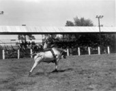 Cowboy rides a bull at the Tupperware Jubilee - Orange County, Florida