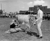 Milking contest at the Tupperware Jubilee