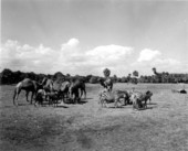 Camels, gnus, zebras and ostriches at Africa USA - Boca Raton, Florida.