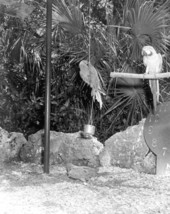 Parrots at Parrot Jungle - Miami, Florida