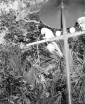Parrots in Parrot Jungle - Miami, Florida.