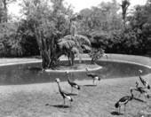 Parrot Jungle scenery - Miami, Florida