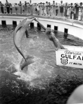 Tourists enjoying a dolphin show at Gulfarium - Fort Walton Beach, Florida