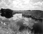 Landscape view from the Tamiami Trail - Everglades, Florida.