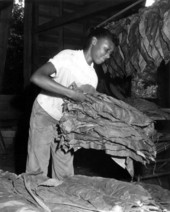 Unidentified African American girl working with tobacco - Havana, Florida.