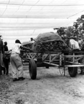 Willie Richardson gathering the tobacco leaves with other workers - Havana, Florida.