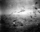 Fish and turtles swim in Rainbow Springs - Dunnellon, Florida