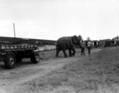 Circus elephant pulling a truck trailer- Sarasota, Florida