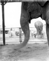 Circus elephant - Sarasota, Florida