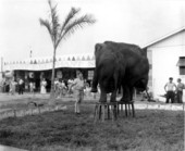 Elephants practicing their act- Venice, Florida