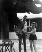 Elephant getting a pedicure- Sarasota, Florida.