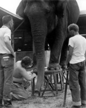 Elephant getting a pedicure- Sarasota, Florida