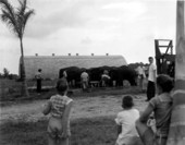 Circus elephants being fed - Sarasota, Florida