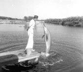 A bottle-nosed dolphin leaps high out of water to be fed - Islamorada, Florida