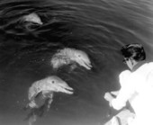 Bottle-nosed dolphins ready for feeding - Islamorada, Florida