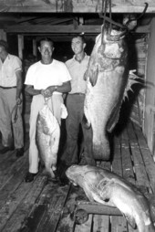 Fishermen pose with prize-winning fish - Destin, Florida