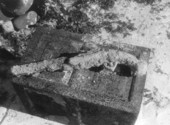 A coral encrusted flintlock pistol on displayed at McKee's Museum of Sunken Treasure - Plantation Key, Florida