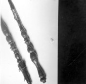 Wooden spindles on display at McKee's Museum of Sunken Treasure - Plantation Key, Florida