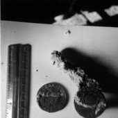 Spanish dollars on display at McKee's Museum of Sunken Treasure - Plantation Key, Florida
