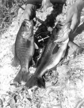 Two freshly caught chipola bass - Marianna Region, Florida