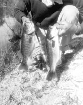 Two freshly caught chipola bass - Marianna Region, Florida