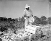 Loading tomato crates - Homestead, Florida