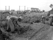 Tomato harvesting - Princeton, Florida