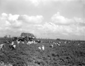 Harvesting tomatoes using conveyor belts - Princeton, Florida