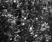 A satsuma orange tree and fruit - Tallahassee, Florida