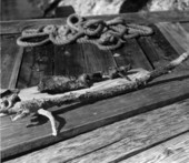 A coral encrusted flintlock barrel on display at McKee's Museum of Sunken Treasure - Plantation Key, Florida