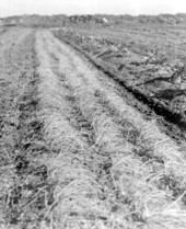 Field of chinese onions - Fort Lauderdale, Florida.