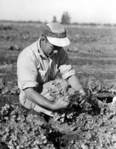 Farmer Eng gathering parsley - Fort Lauderdale, Floridagraphic