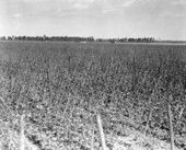 Pole bean field - Homestead, Florida