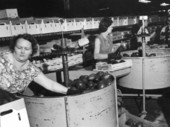 Women employees packing avocados in Lucerne Packing House - Homestead, Florida