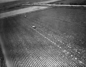 Aerial view of cabbage patch near Lake Okeechobee - Palm Beach County, Florida.